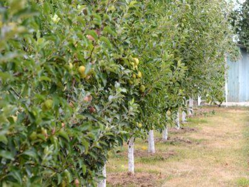 AFIR a publicat versiunea finala a Ghidului solicitantului  pentru investitii in pomicultura