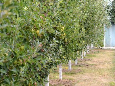 AFIR a publicat versiunea finala a Ghidului solicitantului  pentru investitii in pomicultura