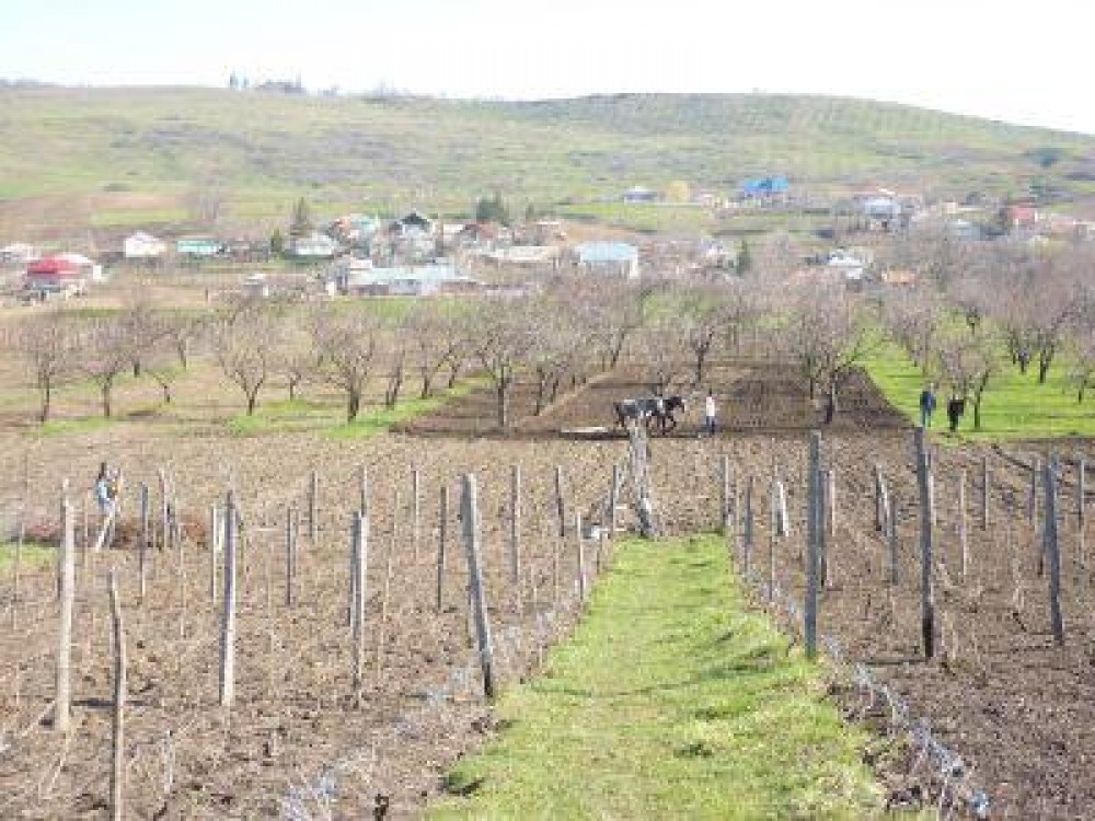 Buletin agrometeorologic pentru perioada 10-16 aprilie