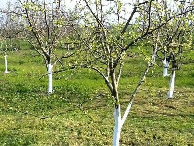 Buletin agrometeorologic pentru perioada 16-20 aprilie