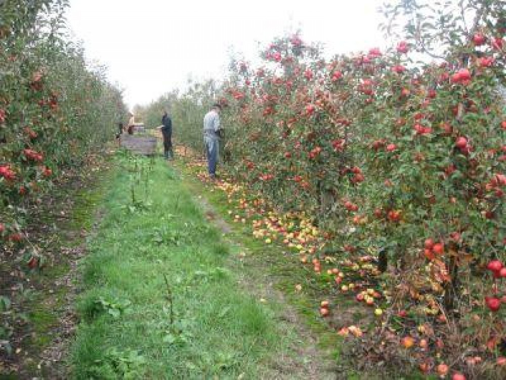 O noua schema de ajutor pentru producatorii de fructe si legume