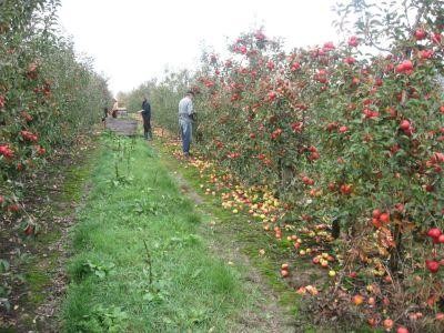 O noua schema de ajutor pentru producatorii de fructe si legume