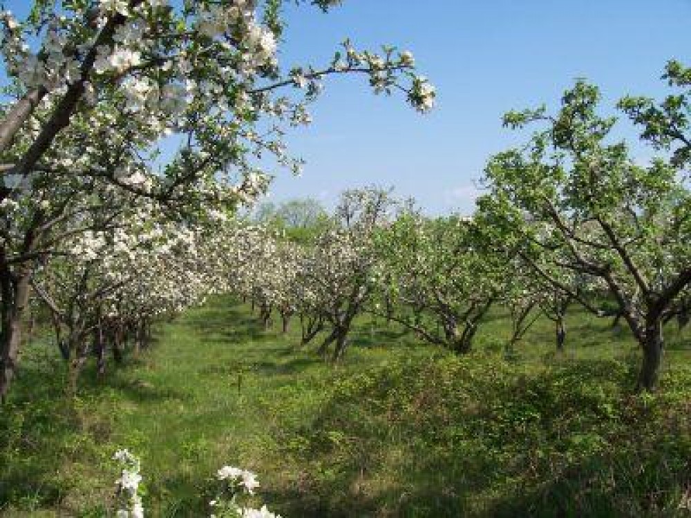 Ce conditii trebuie sa indeplineasca fermierii pentru obtinerea de subventii in vederea infiintarii de livezi