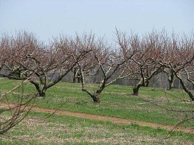 Cum se obtine finantarea pentru infiintarea de livezi