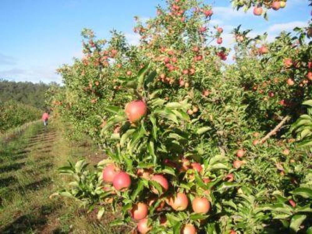 Ministerul Agriculturii vrea inca 80.000 de hectare cu pomi fructiferi pana in 2020