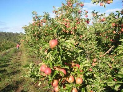 Ministerul Agriculturii vrea inca 80.000 de hectare cu pomi fructiferi pana in 2020