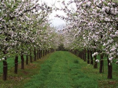 Fermierii pot depune cereri de finantare pentru submasura 4.1a - „Investitii in exploatatii pomicole”