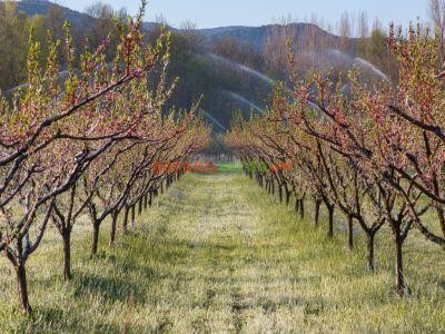 268 de milioane de euro solicitate pentru investitii in pomicultura