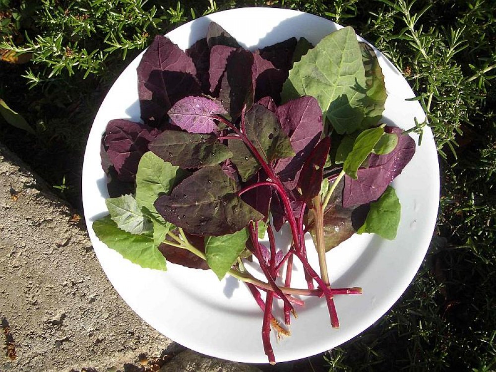 Mircea Croitoru: Principala problema a sectorului legume-fructe o constituie exceptarea de la plata de impozite, taxe si TVA a importatorilor