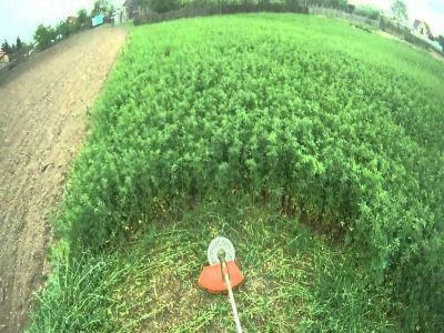 Termen limita pentru fermierii care vor sa incazeze sprijinul cuplat pentru soia si lucerna