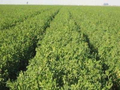 Prima prognoza referitoare la cuantumul subventiei pentru lucerna