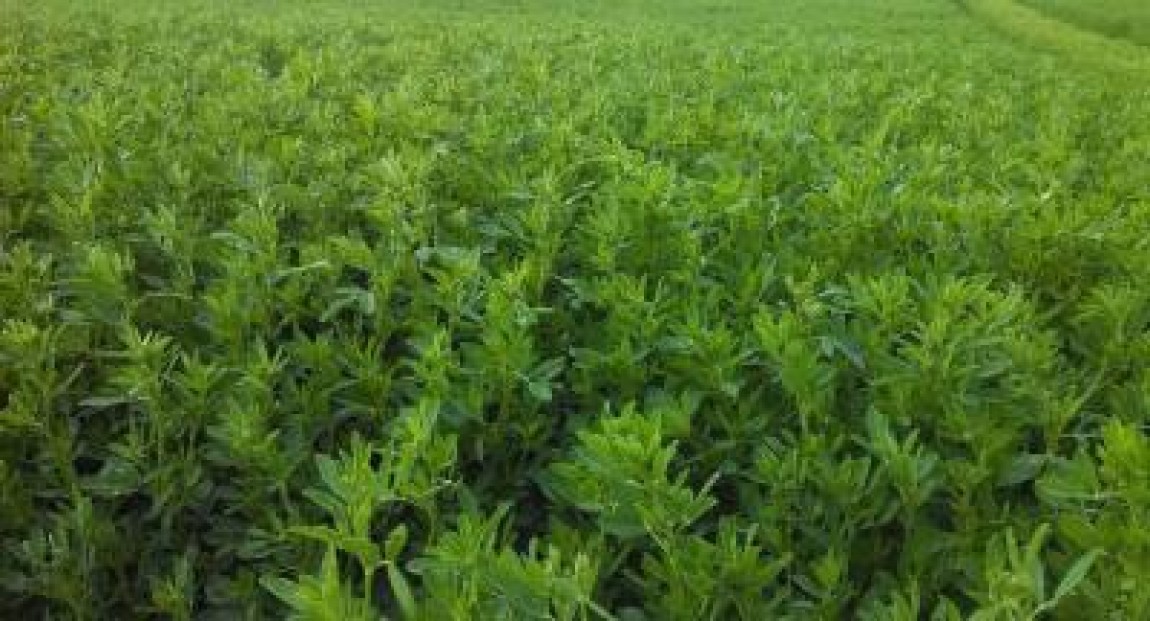 Insula Mare a Brailei va avea 12.500 de hectare cu lucerna