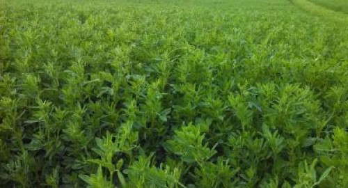 Insula Mare a Brailei va avea 12.500 de hectare cu lucerna