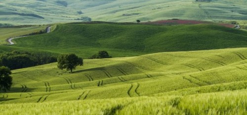 Generalitati in cultivarea lucernei