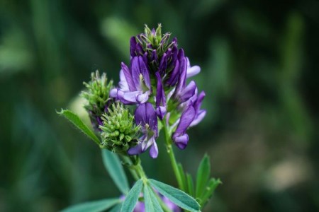 Ce bani vor primi fermierii care cultiva lucerna si soia