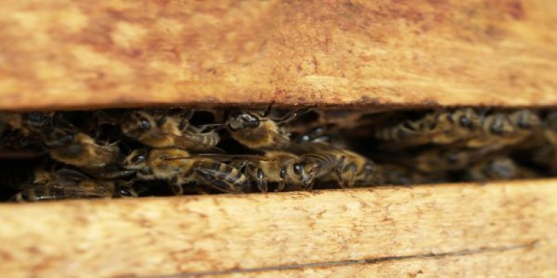 Lucrari in apicultura. Ce se intampla in februarie