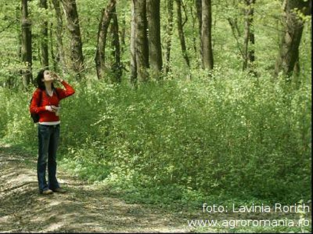 Intre 15 martie si 15 aprilie, Romania sarbatoreste Luna Padurii