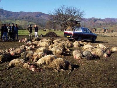 Pagube de peste 400.000 de lei produse fermierilor de animalele din specii protejate