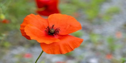 Macul de gradina in Romania