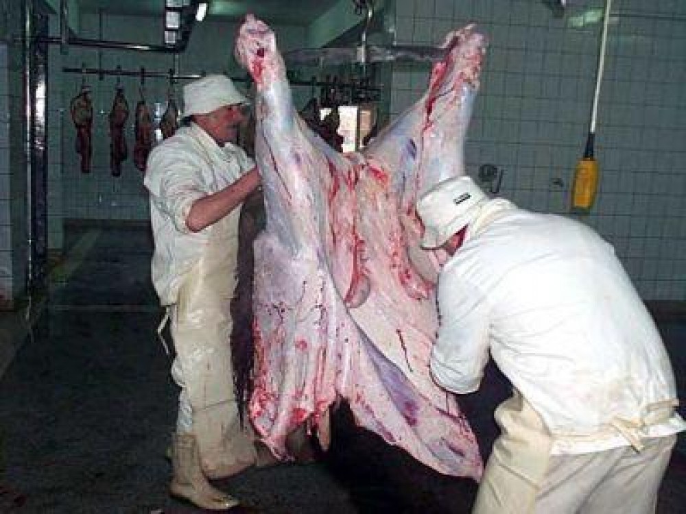 Peste 22 de milioane de pasari si 63 de mii de bovine, sacrificate in octombrie