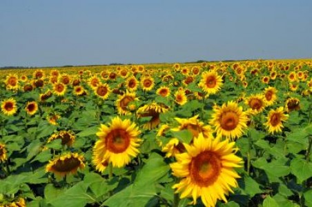 MADR: Productia de porumb este in scadere, iar cea de floarea soarelui in crestere