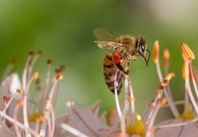 apicultorii-informati-cu-privire-la-utilizarea-neonicotinoidelor