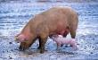 MADR: Incurajam cresterea porcului in mediul rural