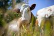 MADR: Noile conditii pentru subventia APIA de 338 euro/cap de vaca