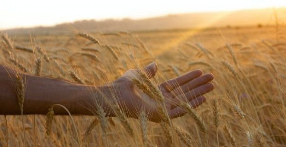 UE estimeaza o recolta de grau mai slaba in anul agricol 2022 -2023