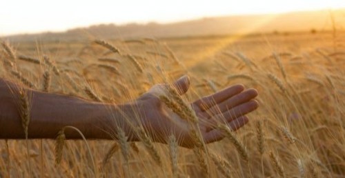 UE estimeaza o recolta de grau mai slaba in anul agricol 2022 -2023