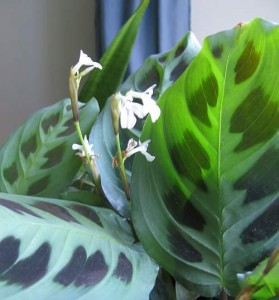 Maranta leuconeura, planta care se roaga. Plante decorative prin frunze.