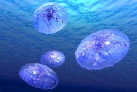 Pescuit: daca nu se iau masuri urgente, riscam sa avem o mare moarta