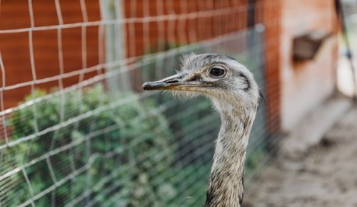 Materiile prime si spatiile de crestere la struti