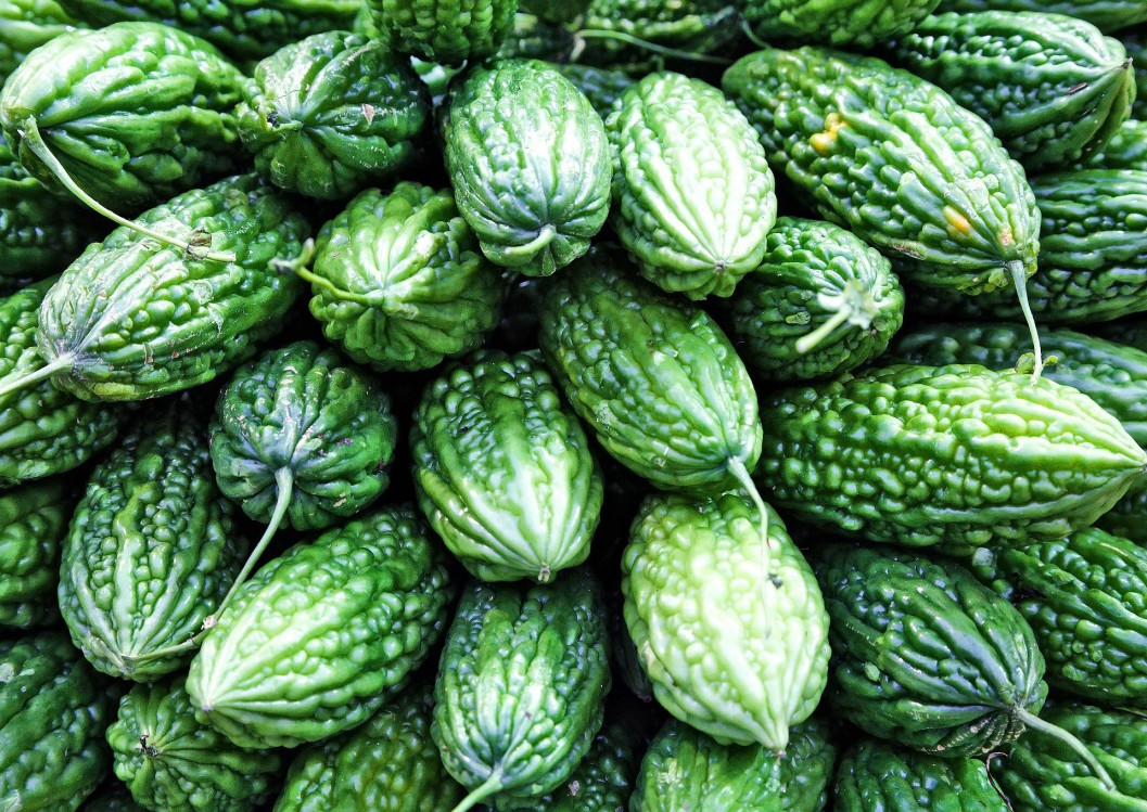 Sera. Cultivarea castravetelui amar