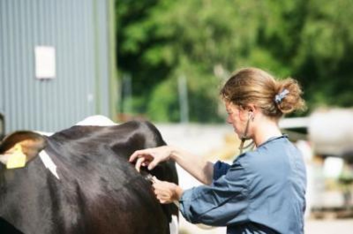 15 mai - ziua Nationala a Medicului Veterinar