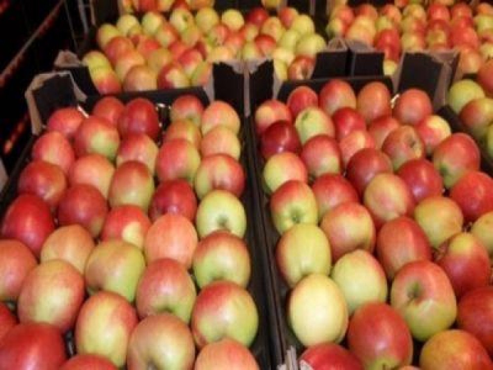 A fost aprobat sprijinul financiar pentru producatorii de fructe
