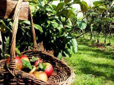 Agricultura bio, o afacere tot mai profitabila pentru fermieri