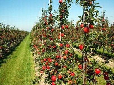 Fonduri europene pentru tinerii fermieri care vor sa infiinteze livezi