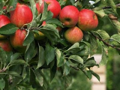 In 2012 productia de fructe a fost in scadere