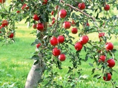 Cum pot accesa tinerii fermieri fonduri europene pentru infiintarea de livezi