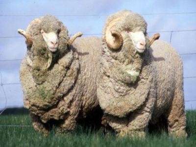 Plati compensatorii pentru crescatorii de animale de ferma din rase locale in pericol de abandon