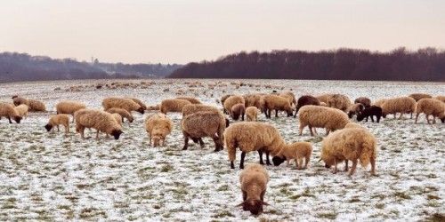 Prognoza agrometeorologica 14 - 20 februarie 2023. Sunt prognozate precipitatii mixte