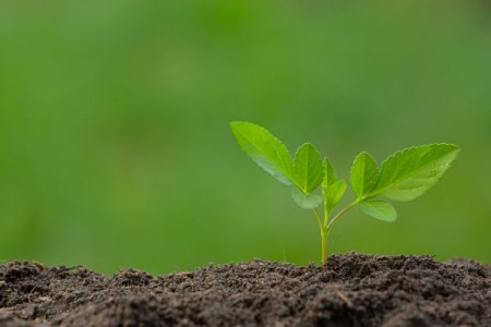 Prognoza agrometeorologica 17 - 23 ianuarie. Se prognozeaza precipitatii sub forma de ploi locale in aproape toata tara
