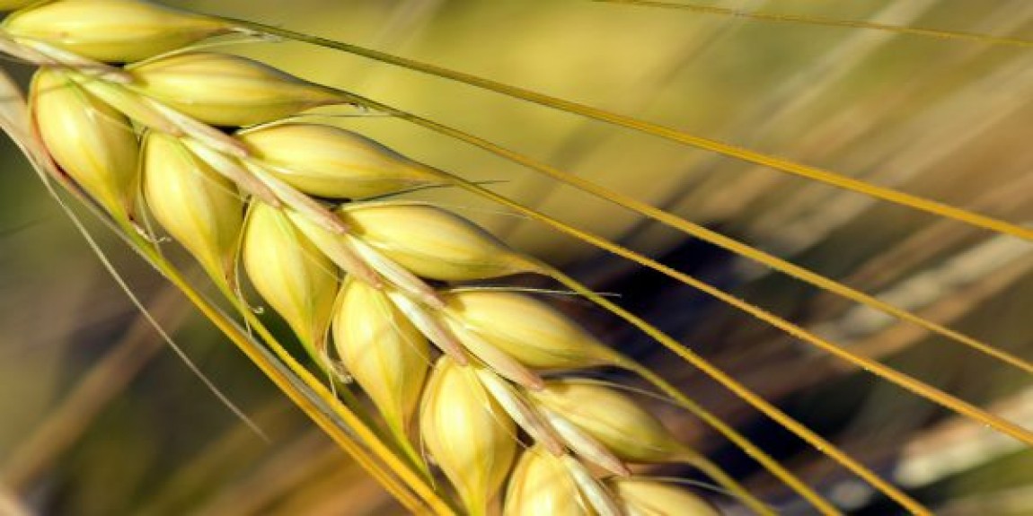 Prognoza agrometeorologica 21 - 27 februarie 2023. Va predomina o vreme mai calda decat in mod normal