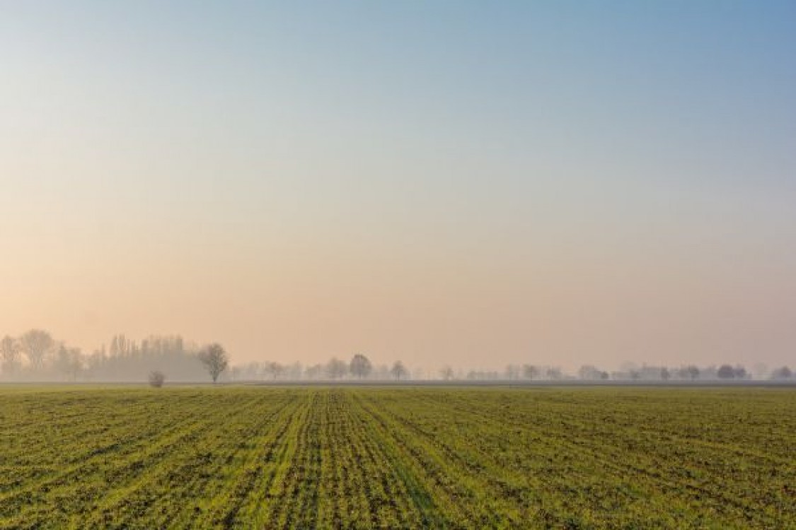 Prognoza agrometeorologica 21 - 27 martie 2023. In zonele joase si de lunca vor fi conditii de producere a cetii