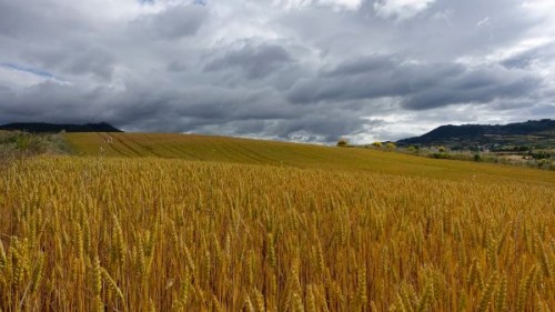 Prognoza agrometeorologica 16 - 22 ianuarie 2024. In zilele cu precipitatii, lucrarile agricole de sezon se vor desfasura cu dificultate