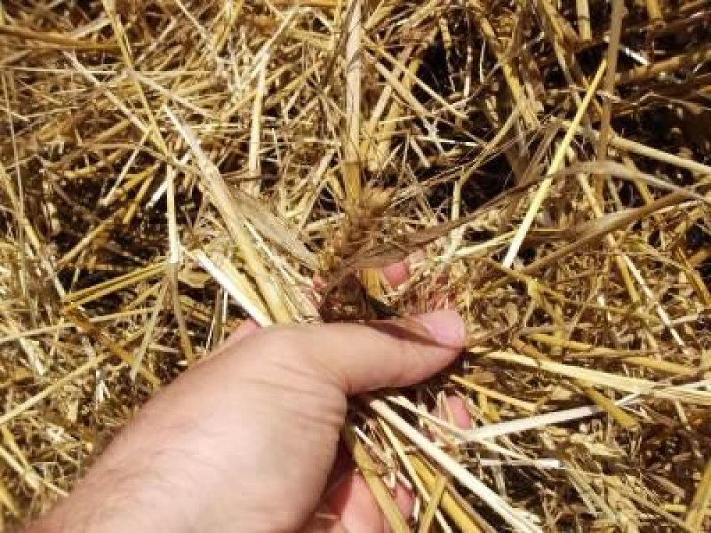 Prognoza agrometeorologica la nivelul Romaniei pentru intervalul 1-7 septembrie