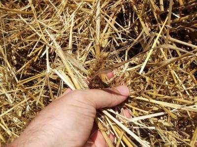 Prognoza agrometeorologica la nivelul Romaniei pentru intervalul 1-7 septembrie