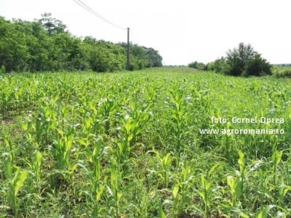 Metode agrotehnice de combatere a buruienilor