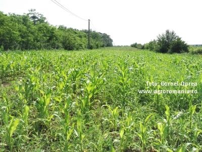 Metode agrotehnice de combatere a buruienilor